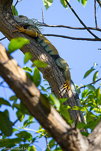 Leguan auf einem Baum im Parque Centenario in Cartagena