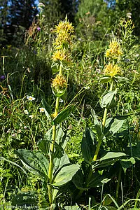 Gelber Enzian (Gentiana lutea)