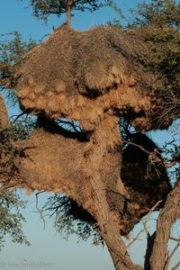 Webervogel-Kolonie in der Kalahari