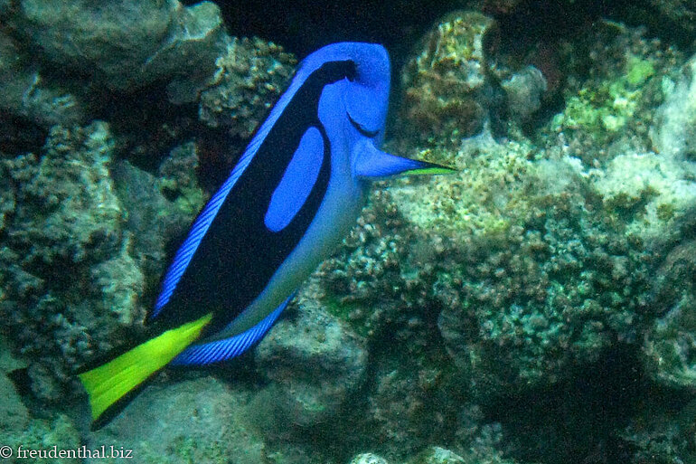 Paletten-Doktorfisch (Paracanthurus hepatus)