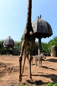 die unteren drei Meter einer Giraffe im Dusit Zoo