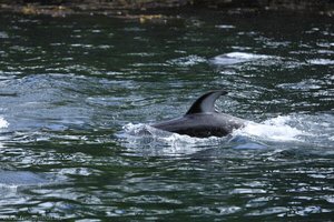 schon im Hafen von Telegraph Cove schwimmen die Delfine