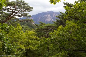Blick durch das Blätterdach des Seoraksan Nationalpark