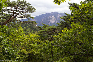 Blick durch das Blätterdach des Seoraksan Nationalpark