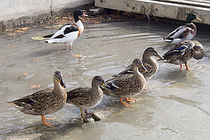 Enten im Hafen von Capestang