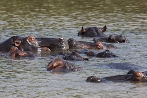 Flusspferde bei der Bootsafari Hippos and Crocodiles in St. Lucia