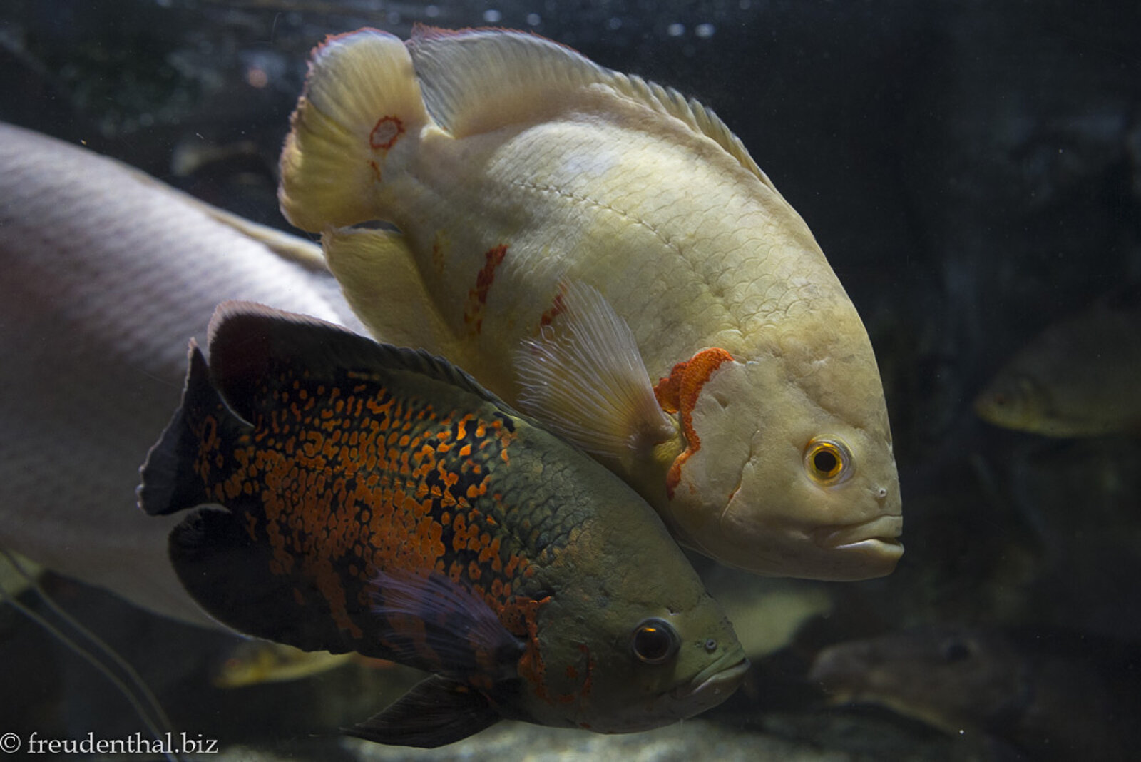 Hanwha Aqua Planet Jeju – Fische aus dem Mekong im Aquarium
