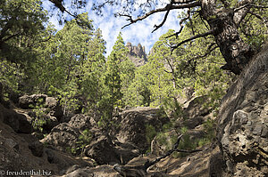 Durch den Pinienwald der Caldera de Taburiente