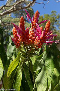 Blumen im botanischen Garten von Cienfuegos