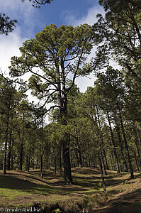 Kiefernwald auf La Palma