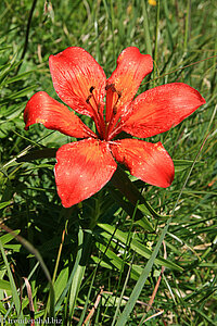 Feuerlilie (Lilium bulbiferum)