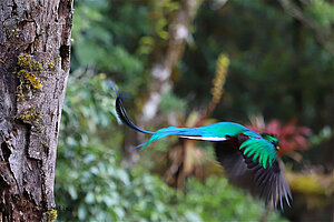 Quetzal im Flug