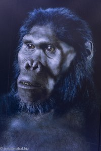Australopithecus afarensis im Museum der Sterkfontein Caves 