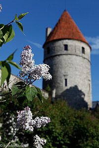 Flieder in Tallinn