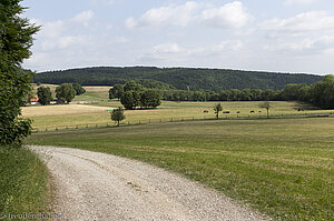 Auf dem Weg zum Fohlenhof