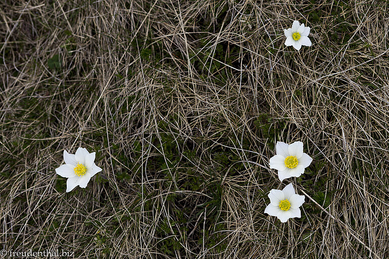 Anemonen im Bucegi Gebirge