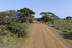 im iSimangaliso Wetland Park bei St. Lucia Mtubatuba - Südafrika