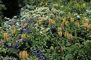 dichte Vegetation mit Girlandenblumen, Winden und Hortensien auf Sao Miguel