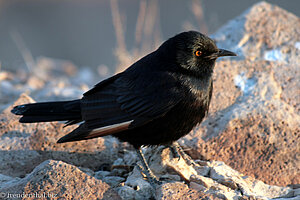 Bergstar beim Fish River Canyon