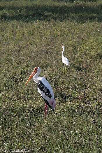 Buntstorch (Mycteria leucocephala) und Ibis