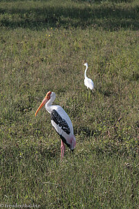 Buntstorch (Mycteria leucocephala) und Ibis