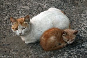 Katzen gehören eigentlich überall in Marokko zum Stadtbild