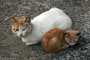 Katzen gehören eigentlich überall in Marokko zum Stadtbild