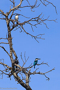 Halsbandliest, White Collared Kingfisher