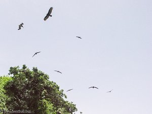 Albatrosse und Aasgeier im Nationalpark Los Haitises