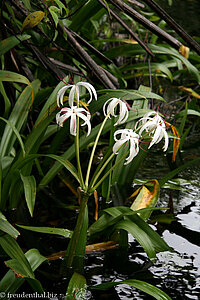 Blüten am Wasser