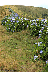 Hortensien auf der großen Caldeira von Faial