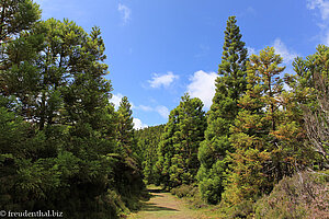 Wanderweg unterhalb des Pico da Cancela auf Terceira