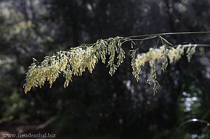 blühendes Gras im Sonnenschein