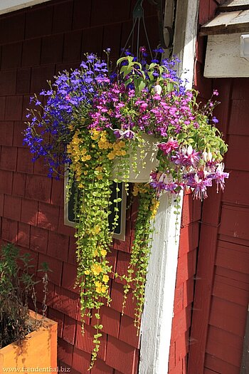 schöner Blumenschmuck an den Holzhäusern Telegraph Cove