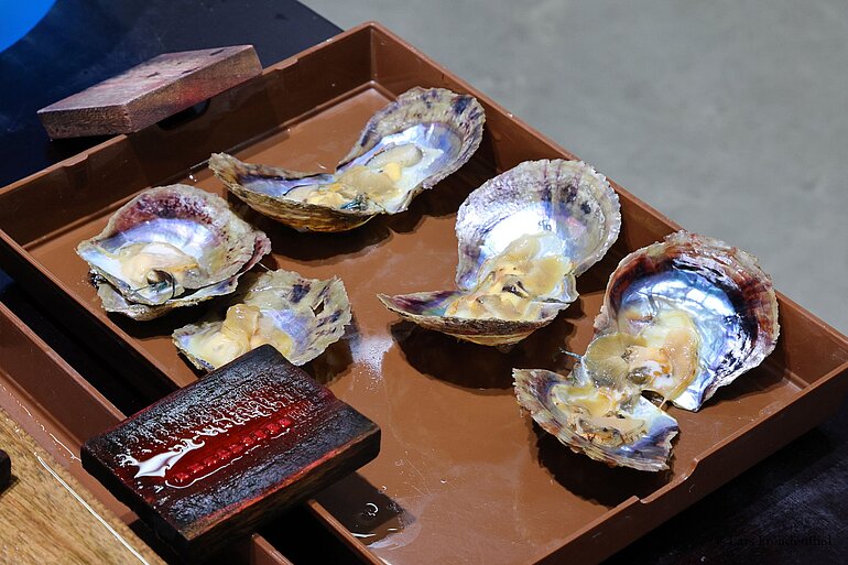Geöffnete Muscheln bei Legend Pearls in Halong-Stadt, Vietnam