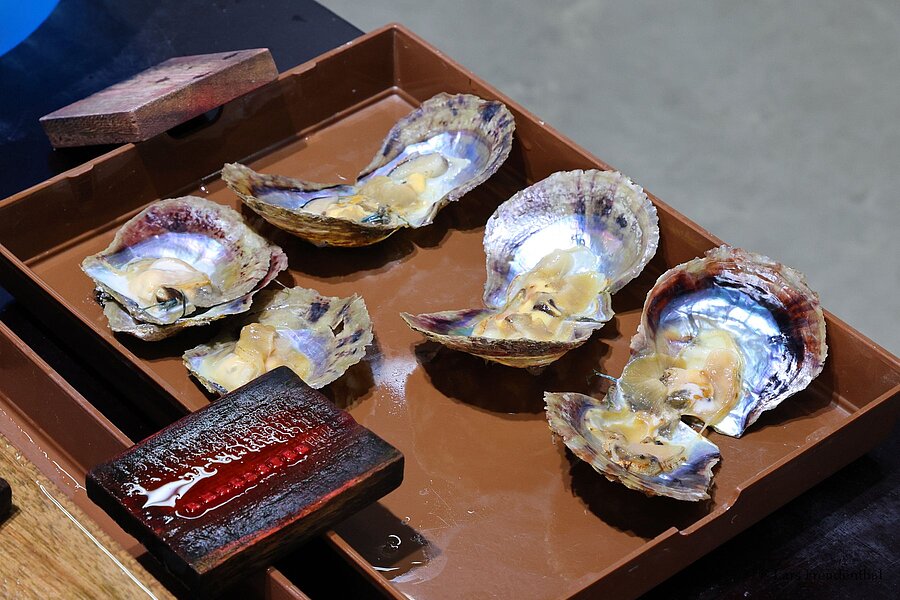 Geöffnete Muscheln bei Legend Pearls in Halong-Stadt, Vietnam
