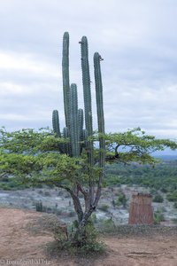 Candelarius-Kakteen in der Tatacoa-Wüste