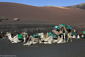 Wüstenschiffe am Echadero de los Camellos