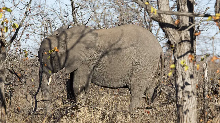 Elefant im Krüger Nationalpark
