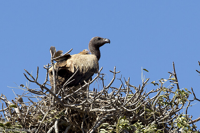 Weißrückengeier in seinem Nest – Kruger Nationalpark