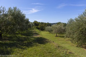 Olivenhain im Landschaftspark Strunjan