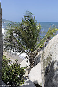 Palme zwischen den Felsblöcken im Tayrona Nationalpark