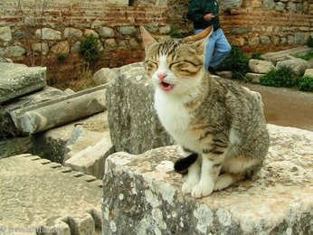 eine der vielen bettelnden Katzen in Ephesos