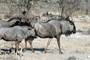 eine Gnuherde im Etosha Nationalpark