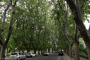 Platanen-Allee auf dem achten Hügel Roms