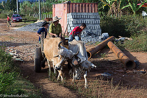 Ochsenfuhrwerk bei Viñales