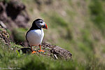 Papageitaucher auf den Shetland Islands