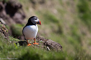 Und noch ein Puffin am Sumburgh Head