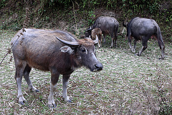 Wasserbüffel nahe dem Bac-Vong-Fluss