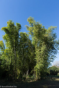 Rundgang durch den botanischen Garten von Cienfuegos